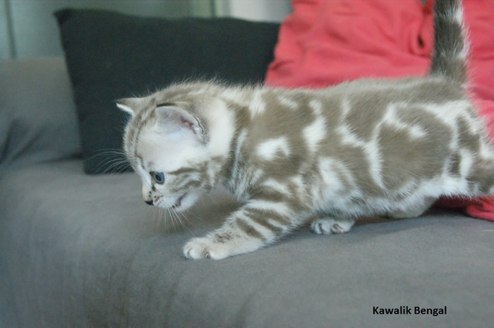 chaton bengal marbre